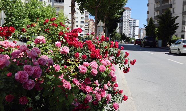 TALAS'TA ÇİÇEK YILINDA SAHNE GÜLLERİN 