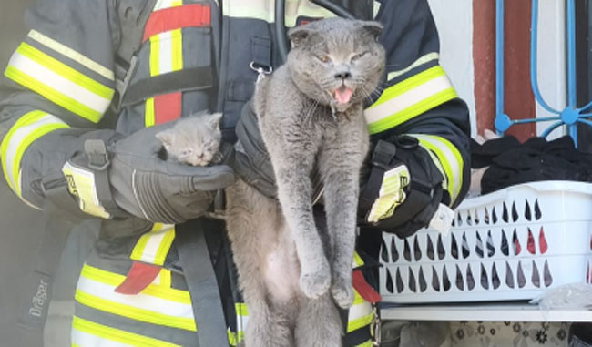 BÜYÜKŞEHİR İTFAİYESİ, YANGINDA MAHSUR KALAN 6 KEDİYİ KURTARDI
