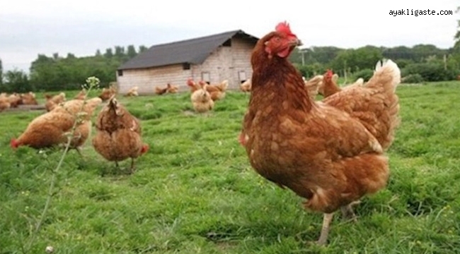 Tavuk eti üretimi 232 bin 238 ton, tavuk yumurtası üretimi 1,84 milyar adet olarak gerçekleşti