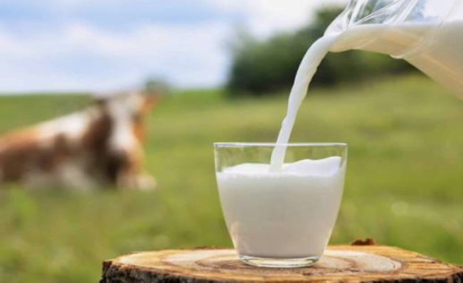 Ticari süt işletmelerince 995 bin 463 ton inek sütü toplandı