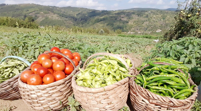 Tarım ürünleri üretici fiyat endeksi (Tarım-ÜFE) yıllık %18,81 arttı, aylık %2,31 arttı