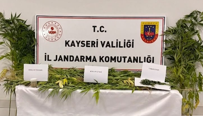 KAYSERİ DEVELİ’DE KENEVİR OPERASYONU! 52 KÖK KENEVİR ELE GEÇİRİLDİ