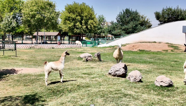KAYSERİ BÜYÜKŞEHİR HAYVANAT BAHÇESİ’NE 59 YENİ ÜYE