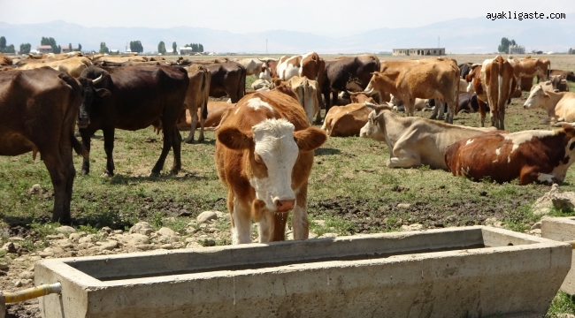 Tarım ve hayvancılığa sağlanan destekle hayvanlarda hastalığa rastlanmıyor