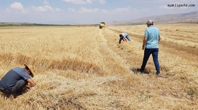 Tomarza'da hasat zamanı kayıp yaşanmaması için çalışmalara başlandı