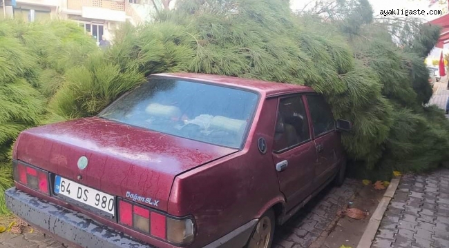 Alaşehir'de fırtına çam ağacını otomobilin üzerine devirdi