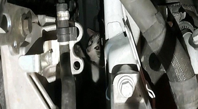 Otomobilin motor kısmına sıkışan kedi uzun uğraşlar sonucu kurtarıldı
