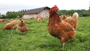 Tavuk eti üretimi 201 bin 680 ton, tavuk yumurtası üretimi 1,73 milyar adet olarak gerçekleşti